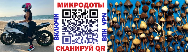Галлюциногенные грибы Psilocybine cubensis  Купить  Лагань 